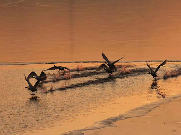 412MW！錦州陽光獲國電投青海高效雙面組件訂單